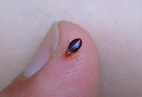 Bed Bug Exterminator Wichita image 2